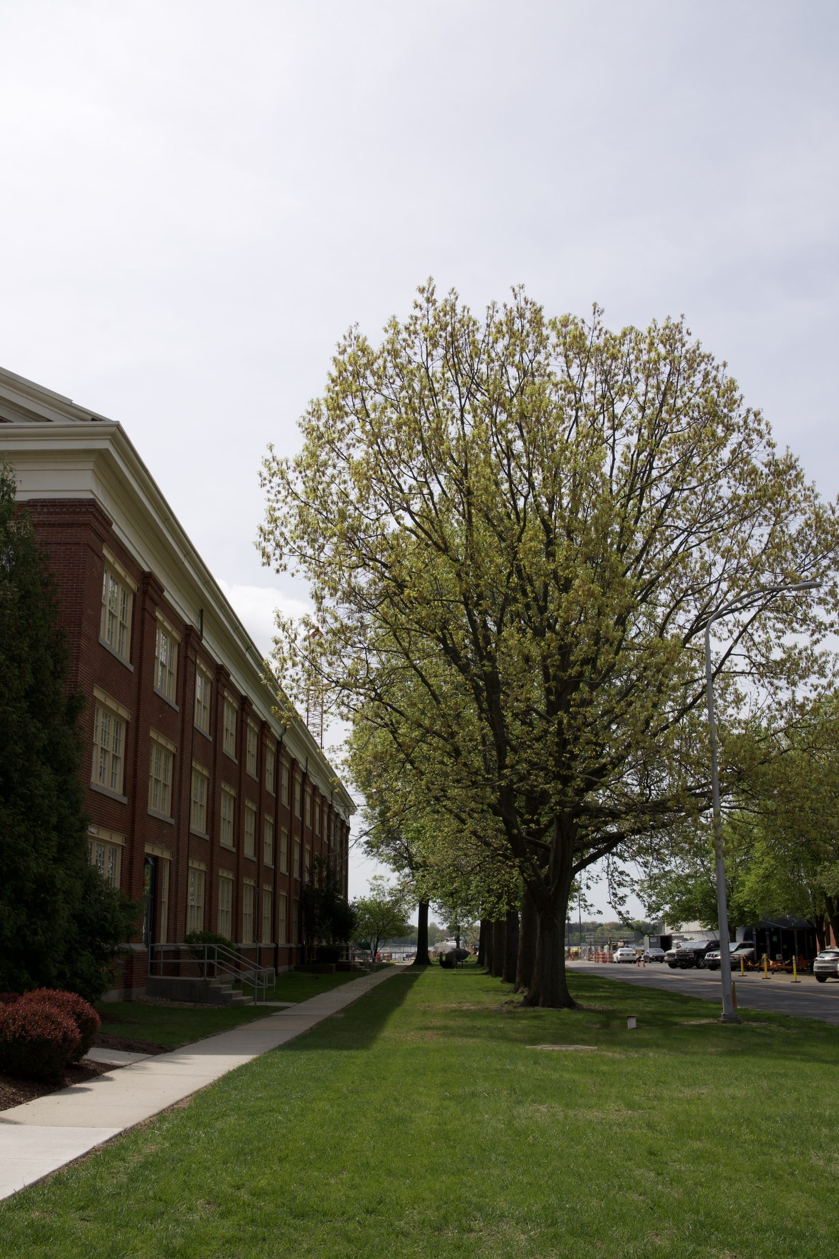 Vertical Navy Yard Vertical Image of a tree and building at the Navy Yard, close to where the Philly Cruise Terminal will be